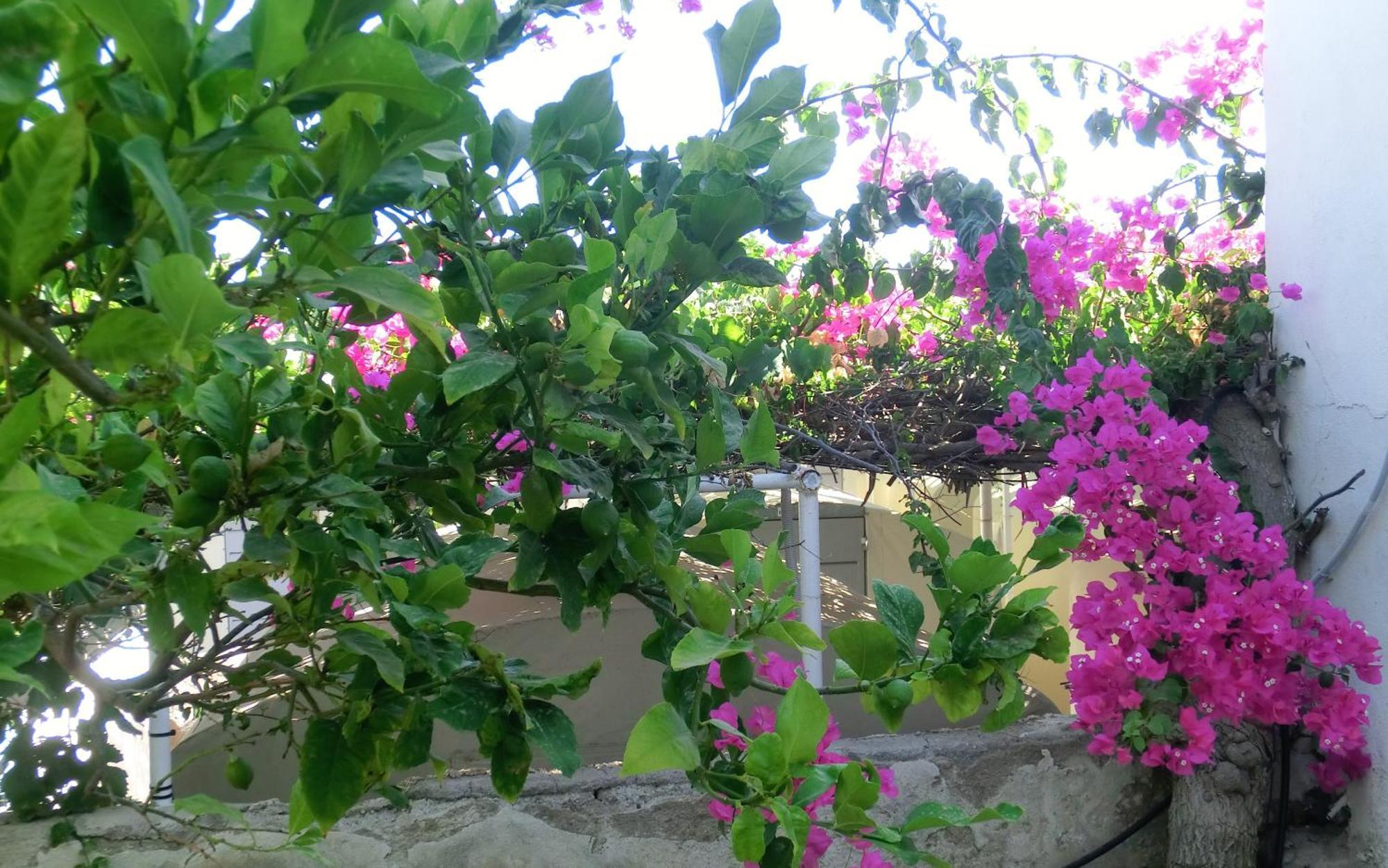 Santorini Camping & Hostel ฟิรา ภายนอก รูปภาพ
